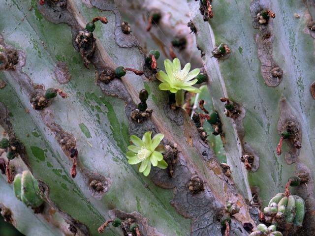 Myrtillocactus geometrizans (Mart. ex Pfeiff.) Console