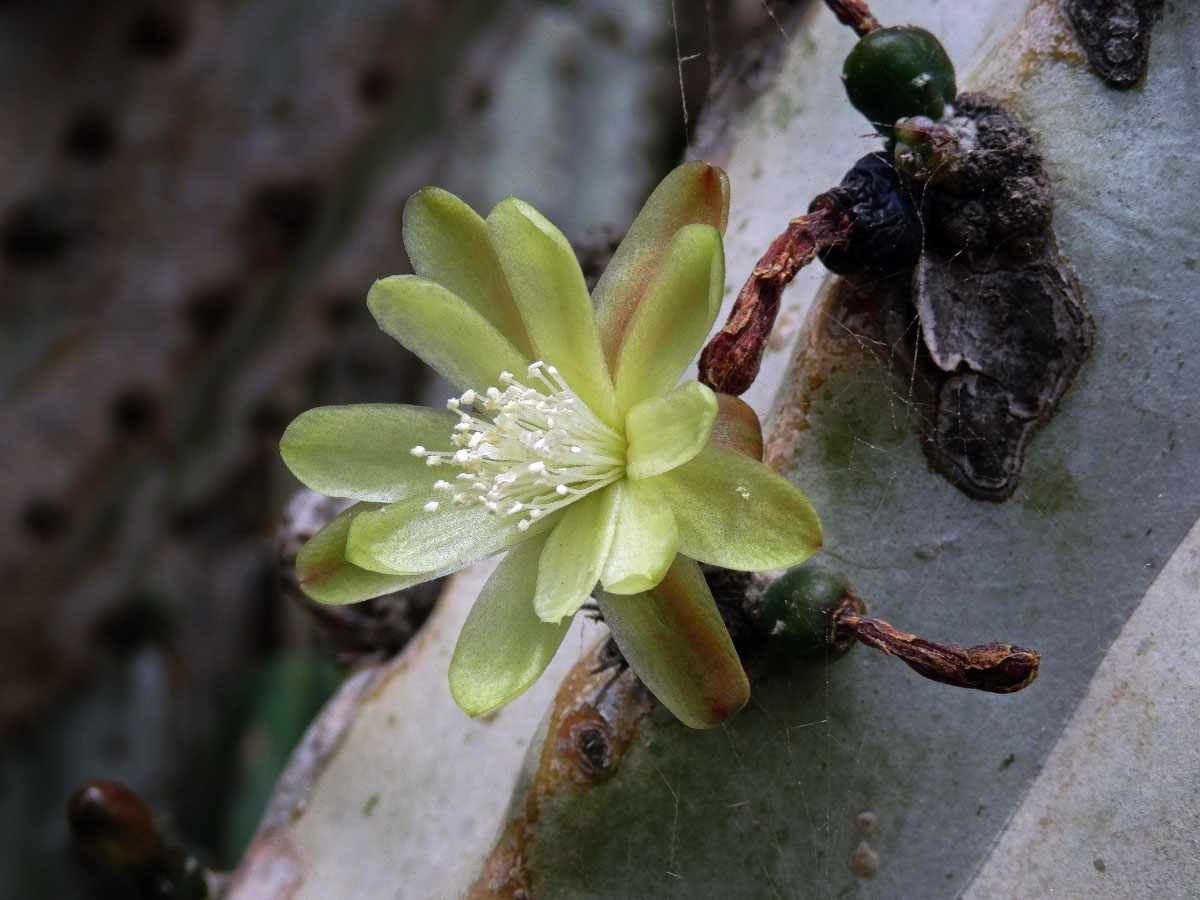 Myrtillocactus geometrizans (Mart. ex Pfeiff.) Console