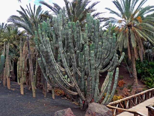 Myrtillocactus geometrizans (Mart. ex Pfeiff.) Console