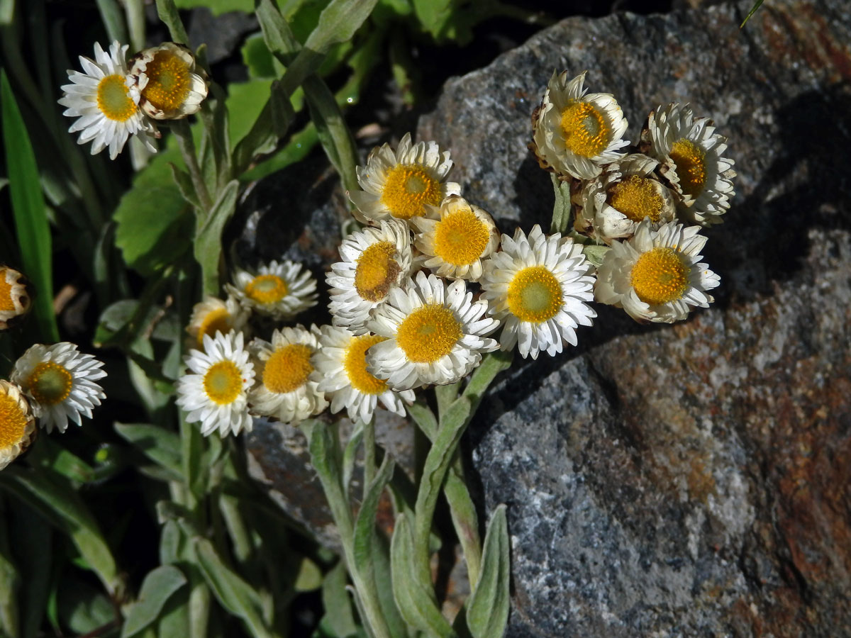 Smil (Helichrysum albo-brunneum S. Moore)