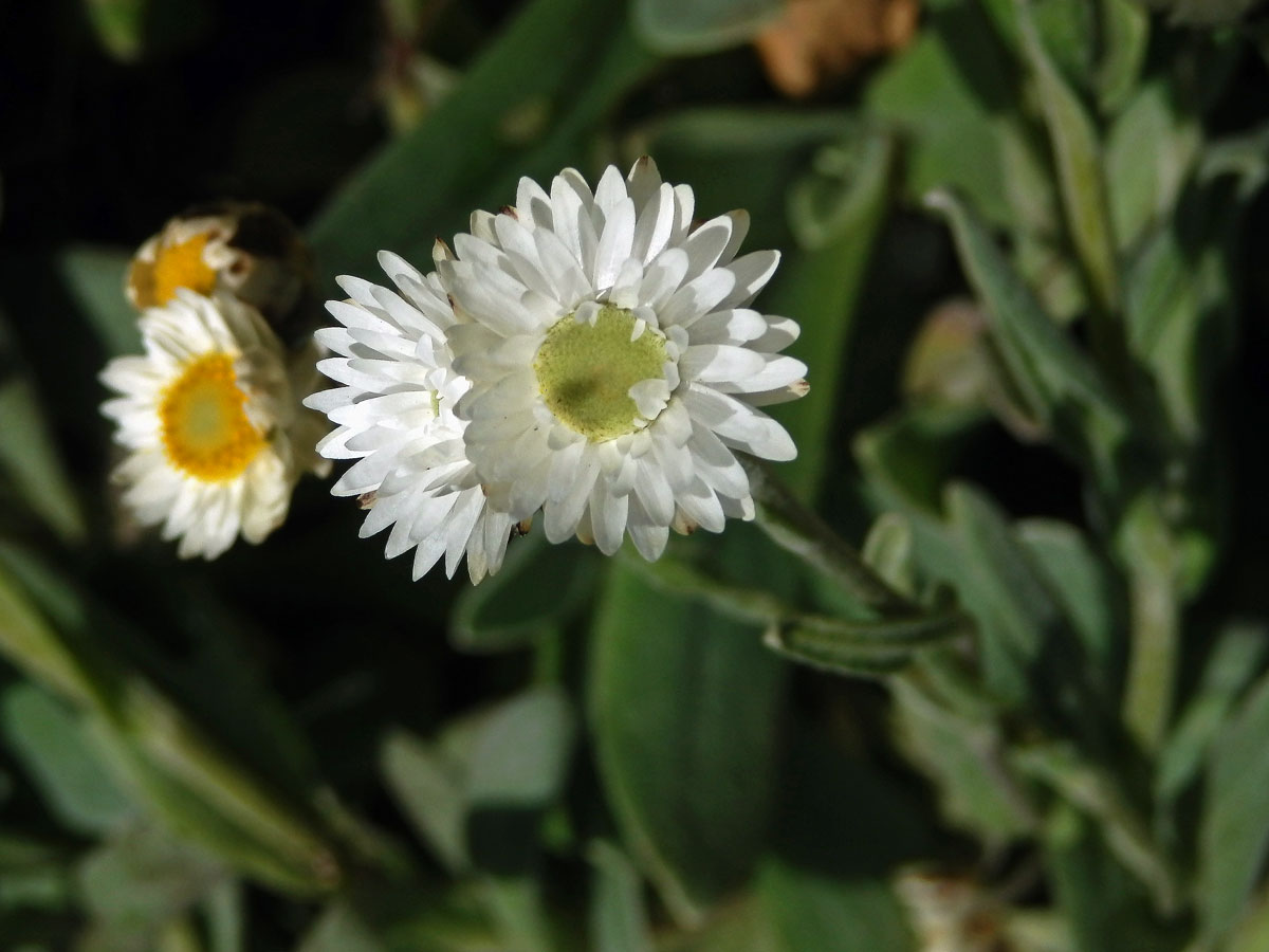 Smil (Helichrysum albo-brunneum S. Moore)