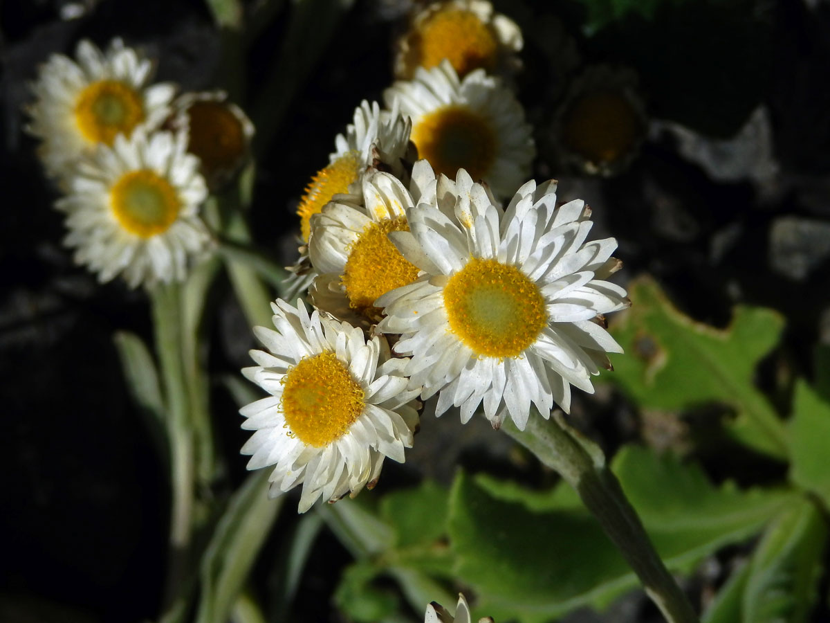 Smil (Helichrysum albo-brunneum S. Moore)