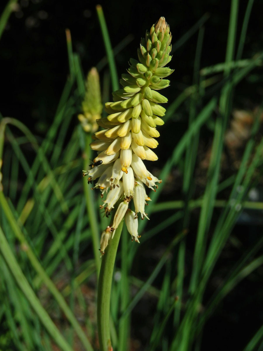 Mnohokvět (Kniphofia buchananii Baker)