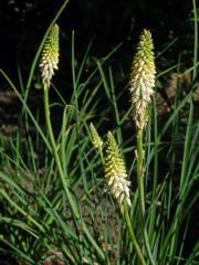 Mnohokvět (Kniphofia buchananii Baker)