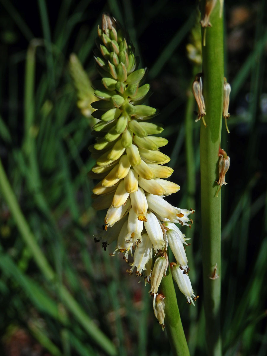 Mnohokvět (Kniphofia buchananii Baker)