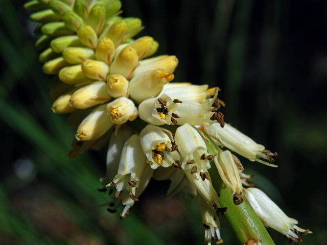 Mnohokvět (Kniphofia buchananii Baker)