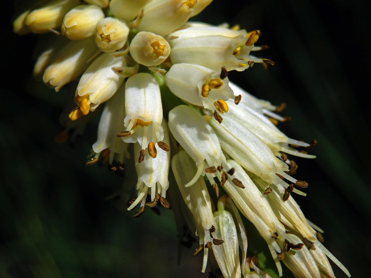 Mnohokvět (Kniphofia buchananii Baker)