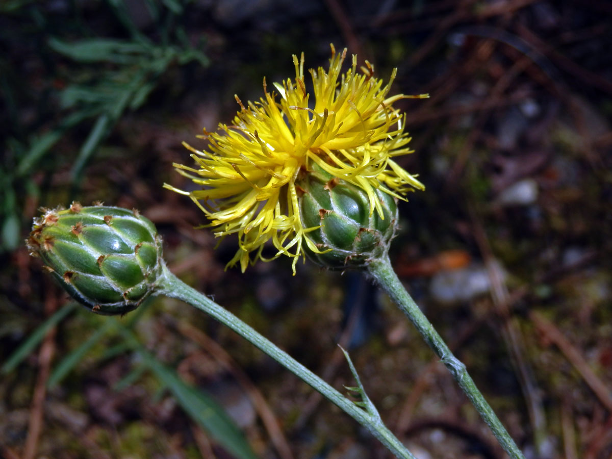 Chrpa skalní (Centaurea rupestris L.)