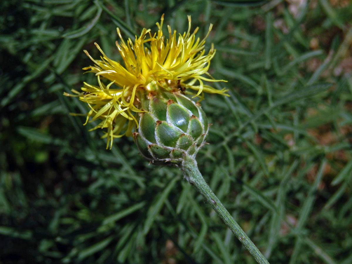 Chrpa skalní (Centaurea rupestris L.)