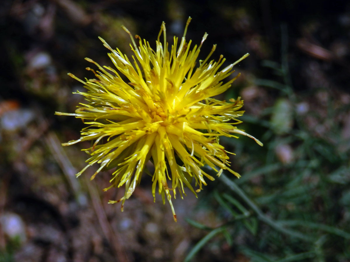 Chrpa skalní (Centaurea rupestris L.)