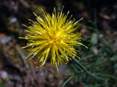 Chrpa skalní (Centaurea rupestris L.)