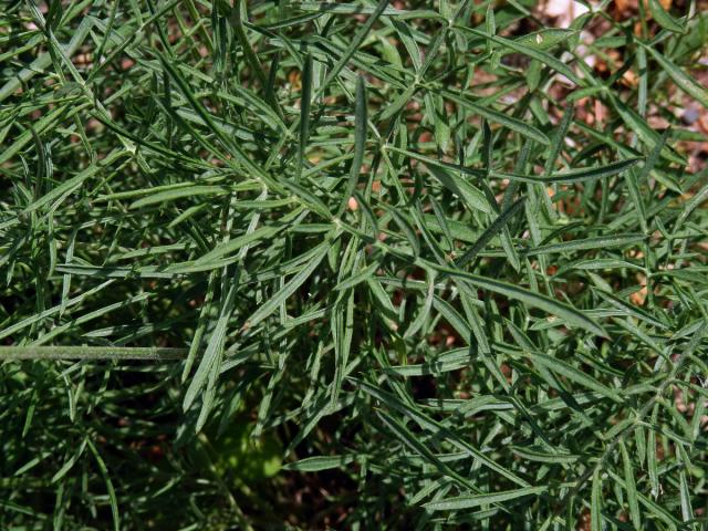 Chrpa skalní (Centaurea rupestris L.)