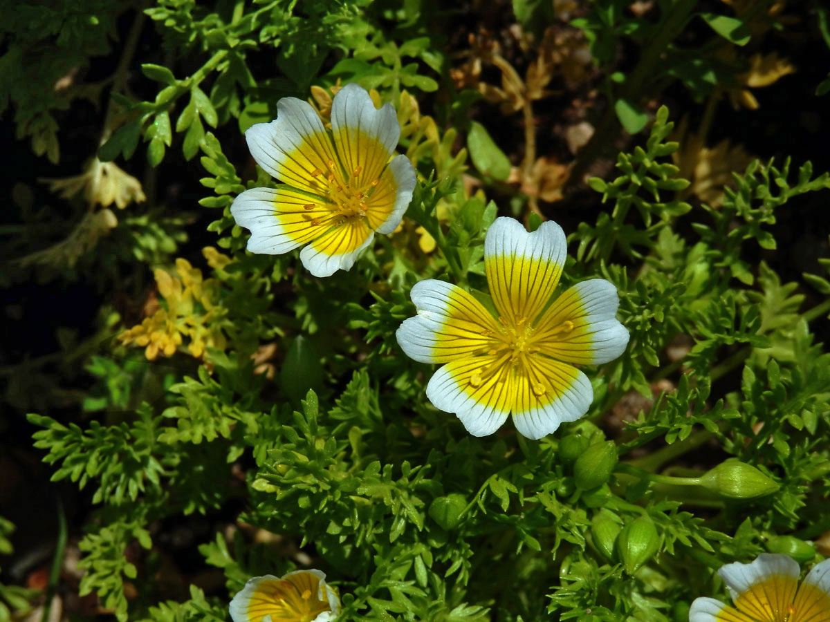 Mokřadka (Limnanthes douglasii R. Br.)