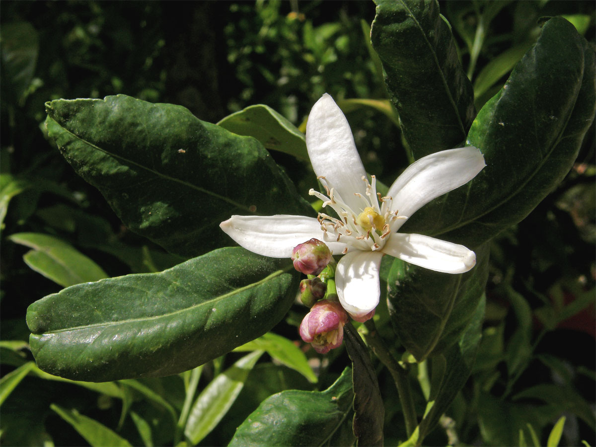 Citroník limonový (pravý) (Citrus limon (L.) Burm. f.)