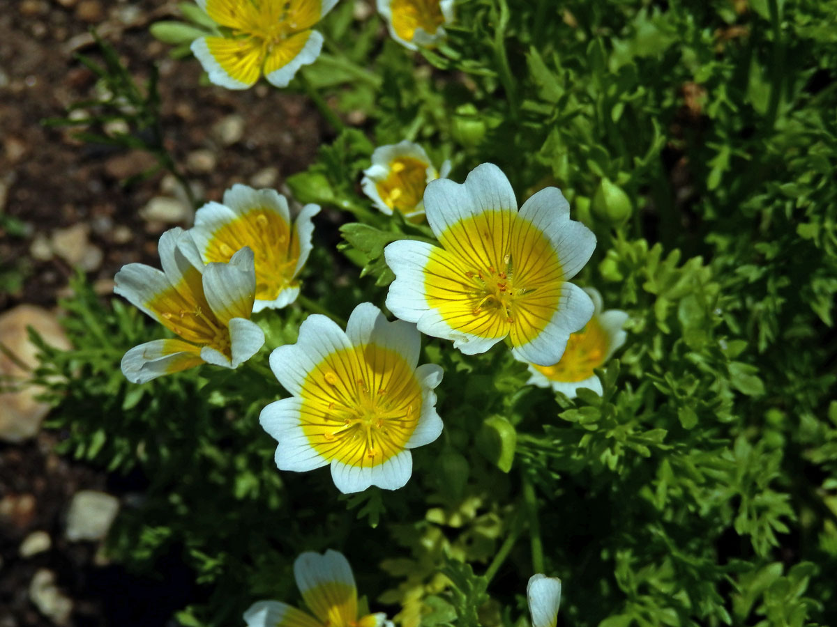 Mokřadka (Limnanthes douglasii R. Br.)