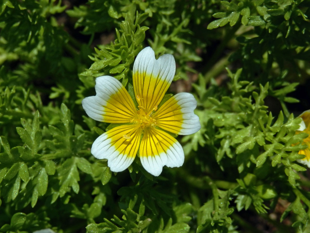 Mokřadka (Limnanthes douglasii R. Br.)