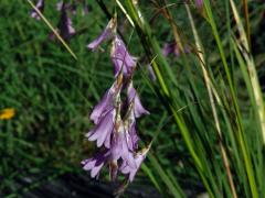 Dierama pulcherrimum (Hook. f.) Baker