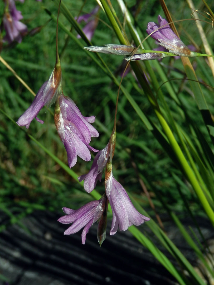 Dierama pulcherrimum (Hook. f.) Baker