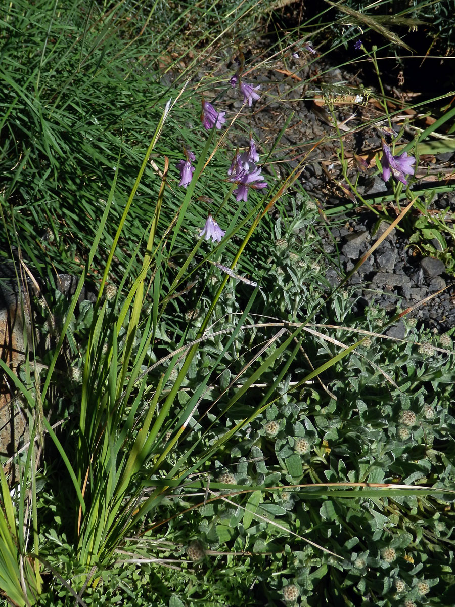 Dierama pulcherrimum (Hook. f.) Baker