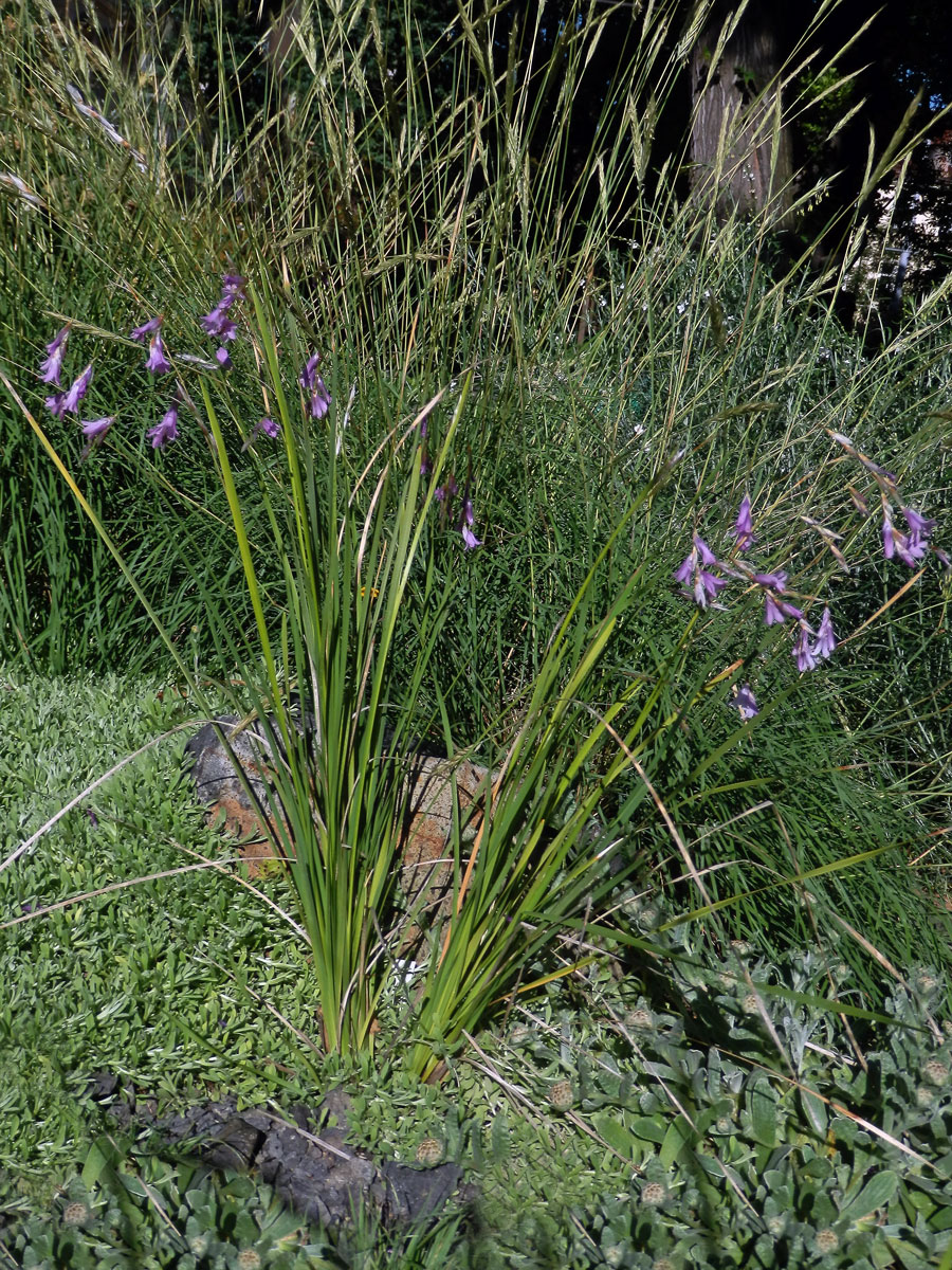 Dierama pulcherrimum (Hook. f.) Baker