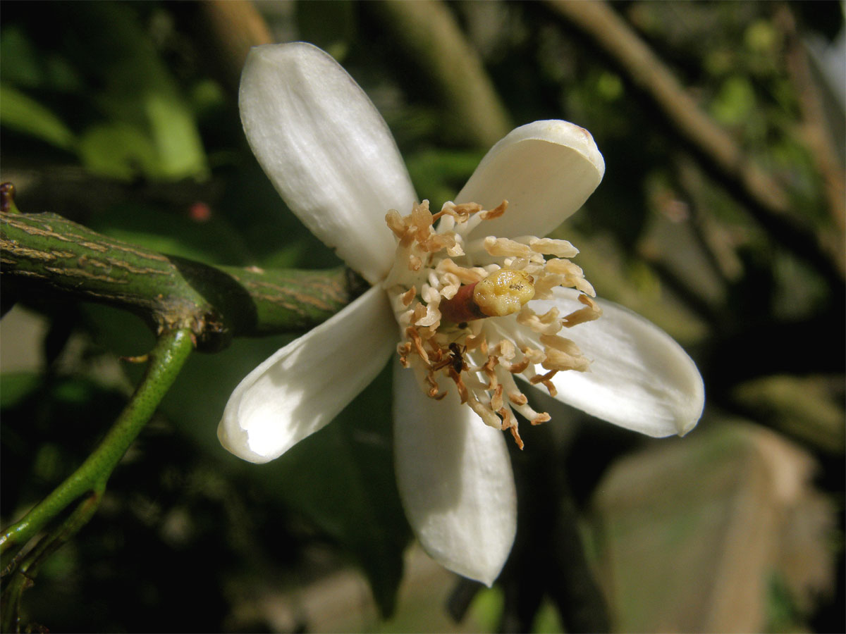 Citroník limonový (pravý) (Citrus limon (L.) Burm. f.)