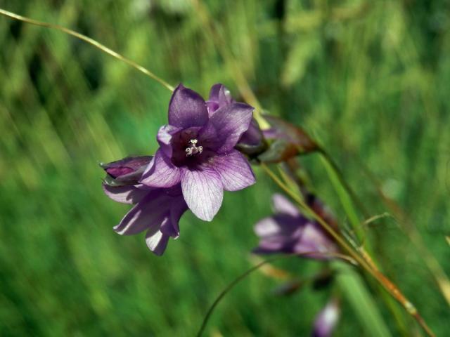 Dierama pulcherrimum (Hook. f.) Baker