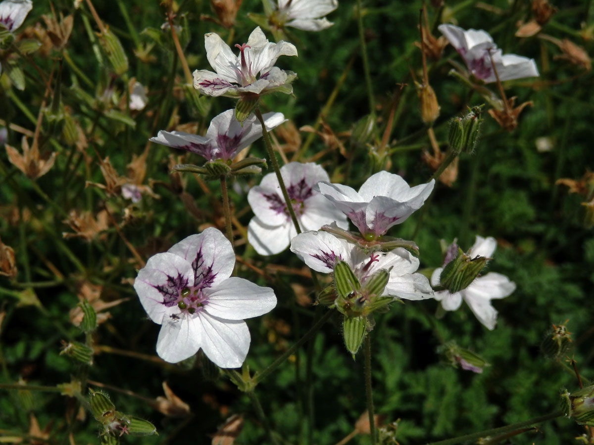 Pumpava (Erodium petraeum subsp. glandulosum)