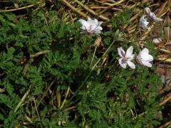 Pumpava (Erodium petraeum subsp. glandulosum)