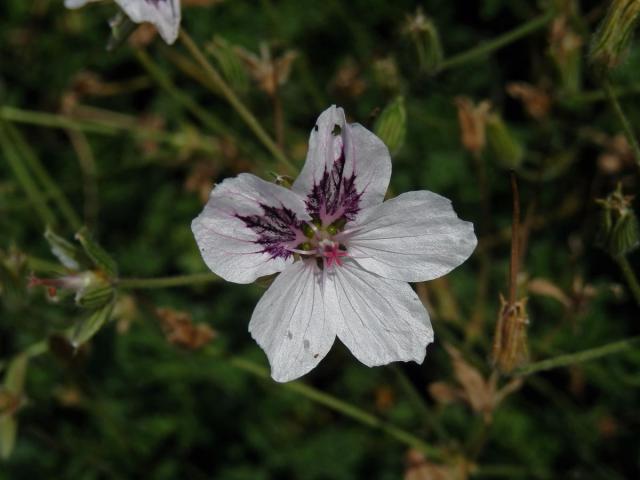 Pumpava (Erodium petraeum subsp. glandulosum)