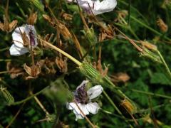 Pumpava (Erodium petraeum subsp. glandulosum)