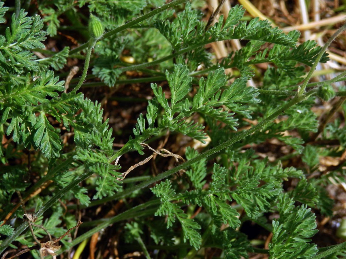 Pumpava (Erodium petraeum subsp. glandulosum)