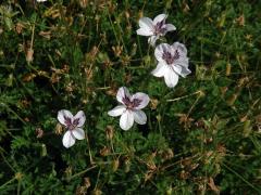 Pumpava (Erodium petraeum subsp. glandulosum)