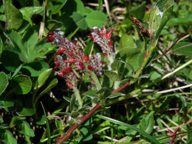 Vrba alpská (Salix alpina Scop.)