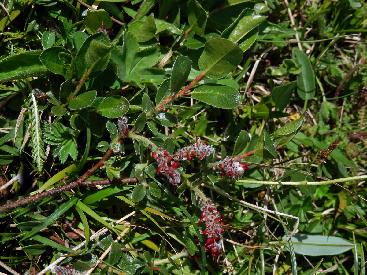 Vrba alpská (Salix alpina Scop.)