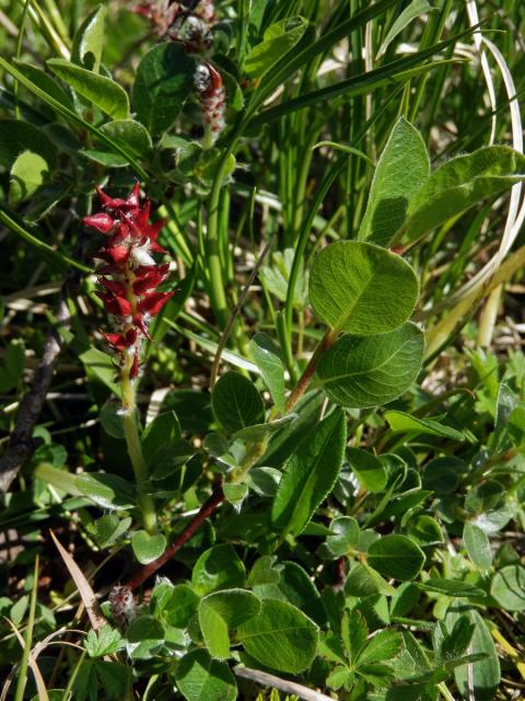 Vrba alpská (Salix alpina Scop.)