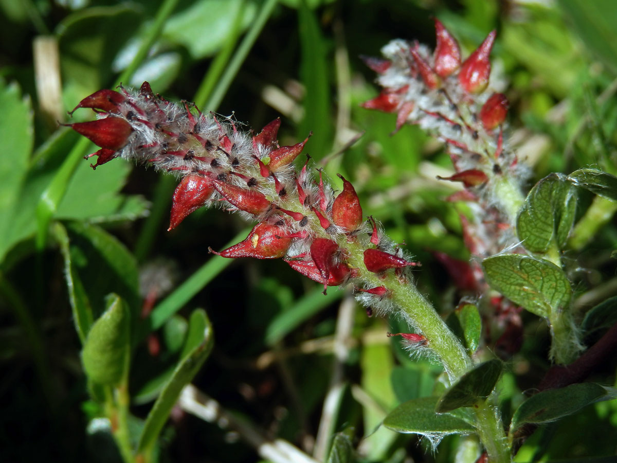 Vrba alpská (Salix alpina Scop.)