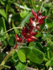 Vrba alpská (Salix alpina Scop.)