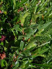 Vrba alpská (Salix alpina Scop.)