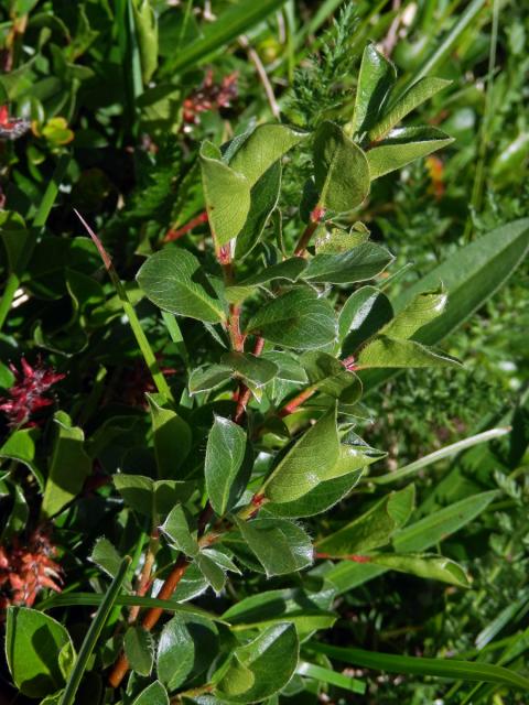 Vrba alpská (Salix alpina Scop.)