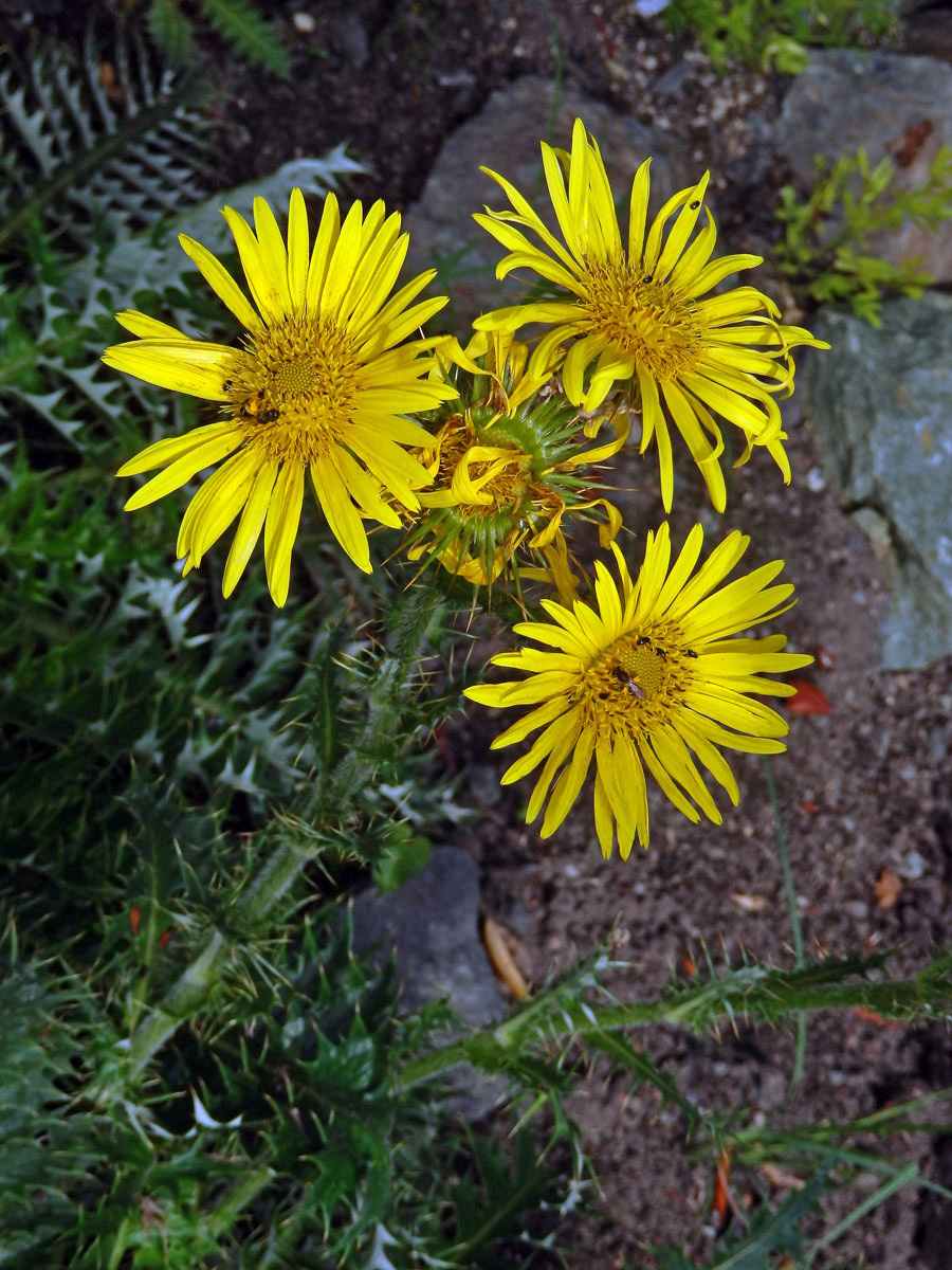 Berkheya multijuga (DC.) Roessler