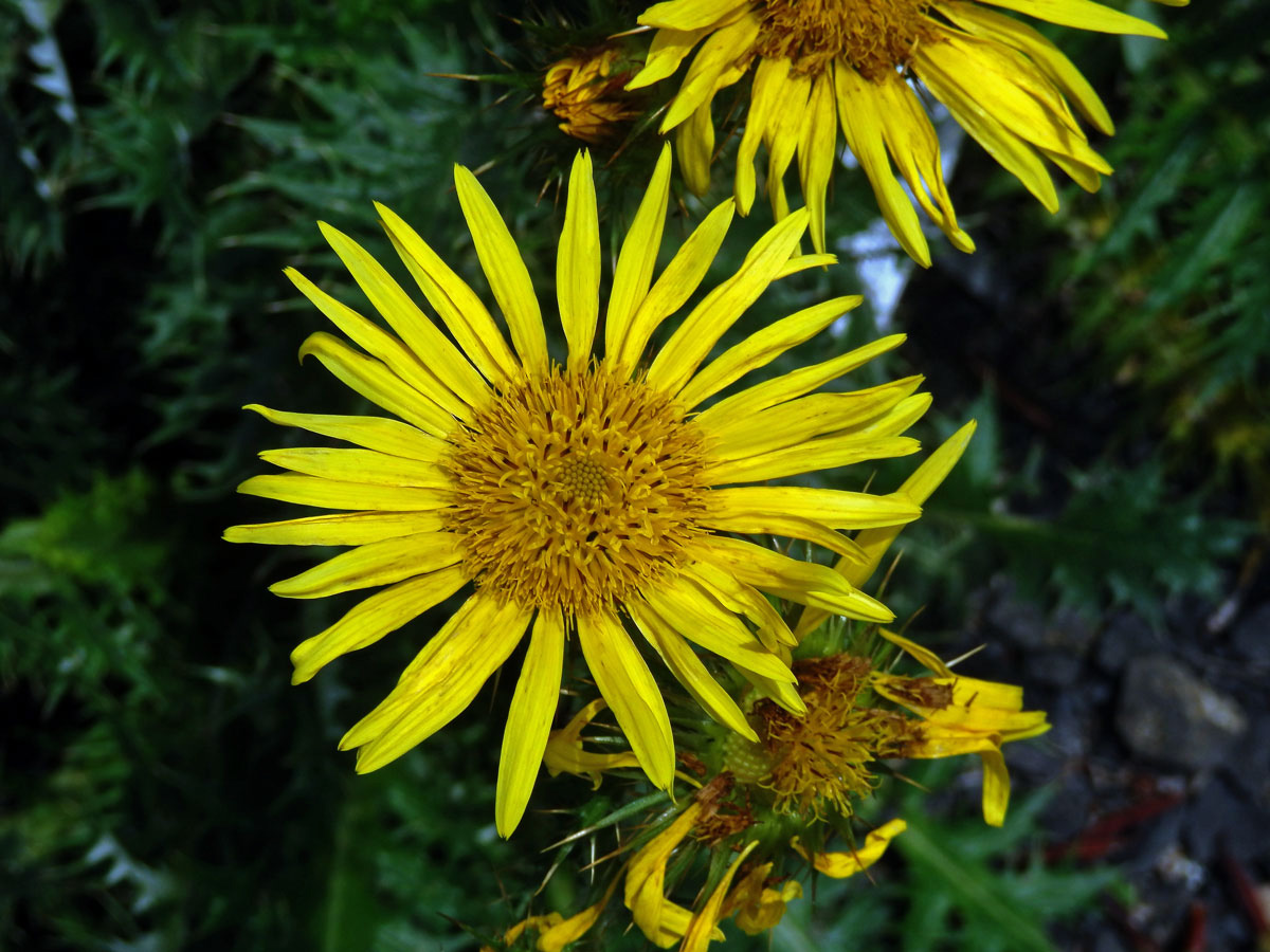 Berkheya multijuga (DC.) Roessler