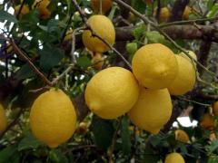 Citroník limonový (pravý) (Citrus limon (L.) Burm. f.)