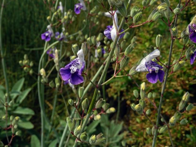 Šalvěj (Salvia candelabrum Boiss.)