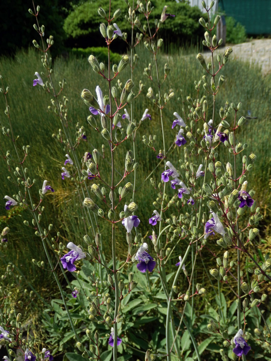 Šalvěj (Salvia candelabrum Boiss.)