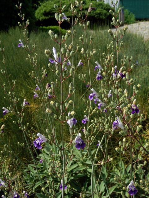 Šalvěj (Salvia candelabrum Boiss.)