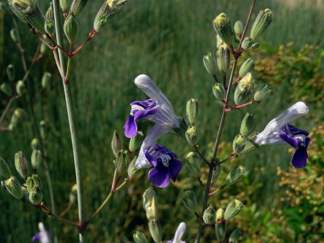 Šalvěj (Salvia candelabrum Boiss.)