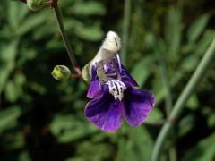 Šalvěj (Salvia candelabrum Boiss.)