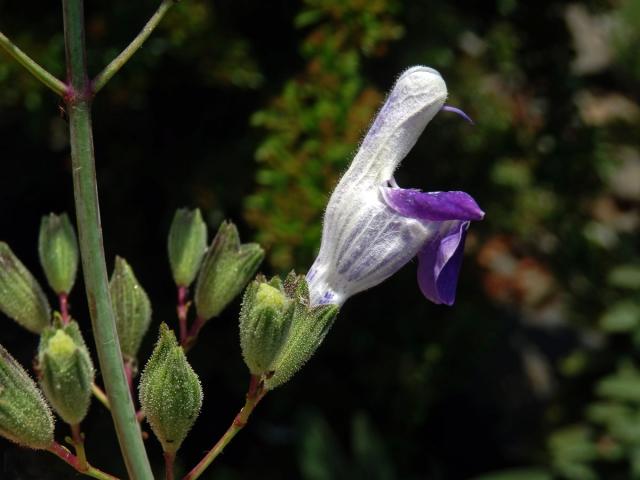 Šalvěj (Salvia candelabrum Boiss.)