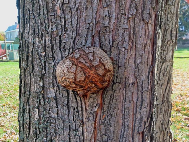 Javor stříbrný (Acer saccharinum L.), nádor na kmeni (71)