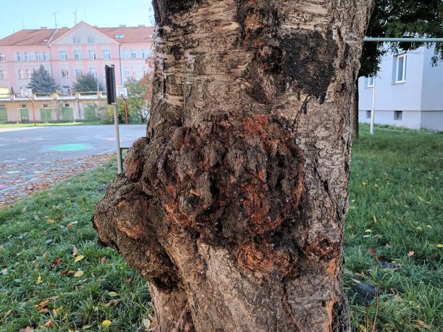 Sakura ozdobná (Prunus serrulata Lindl) (71b) s nádorem na kmeni